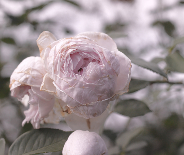 rose client : K.Buziol 2010